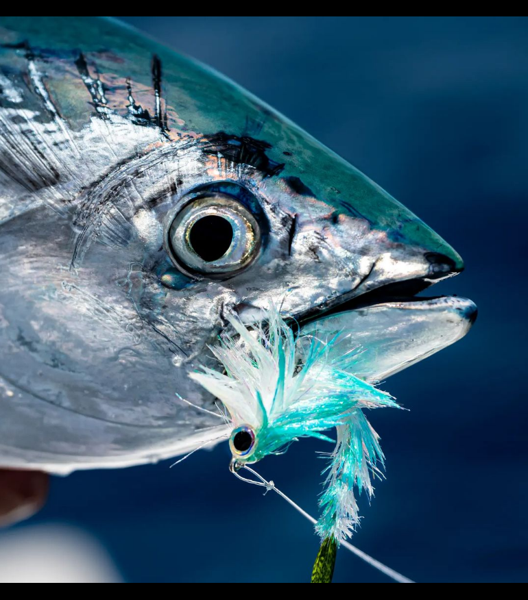 Saltwateronfly's tweet photo. Awesome Photo
@matt.winkler28
Business End

#littletunny #falsealbacore #fatalbert
#tuna #tunaonthefly #scottflyrods #falsealbacoreonfly #offshore
#gamechanger #gamechangerfly

#saltwaterflyfishing #saltwaterflytying
#albiewhore #onlyonafly #outdoors
#flytying #fishing https://t.co/n5kDtHZiAC