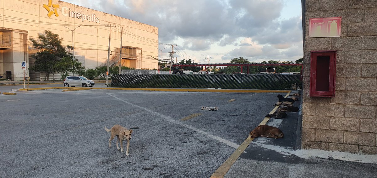 PorqueAmoCancun's tweet photo. No es #Ixtapala, es #Cancún, Quintana Roo, México 🇲🇽 y mi barrio me respalda 😎
@AytoCancun https://t.co/tbdM3SUUdi