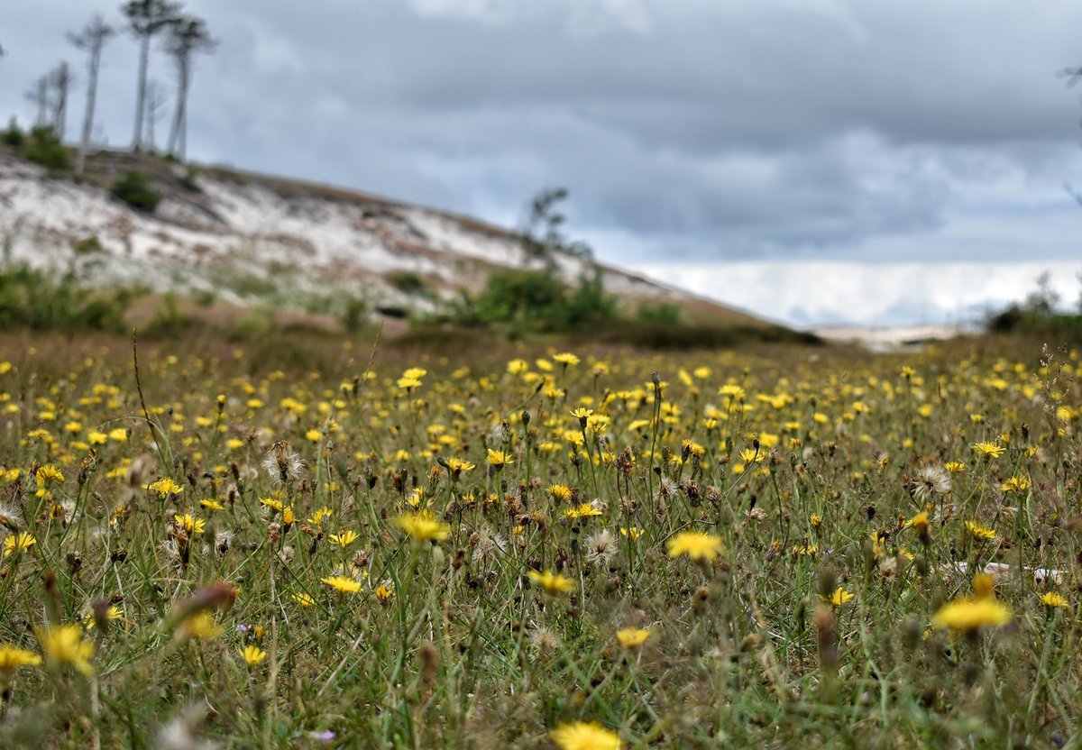 Hiking in Schoorl duinen