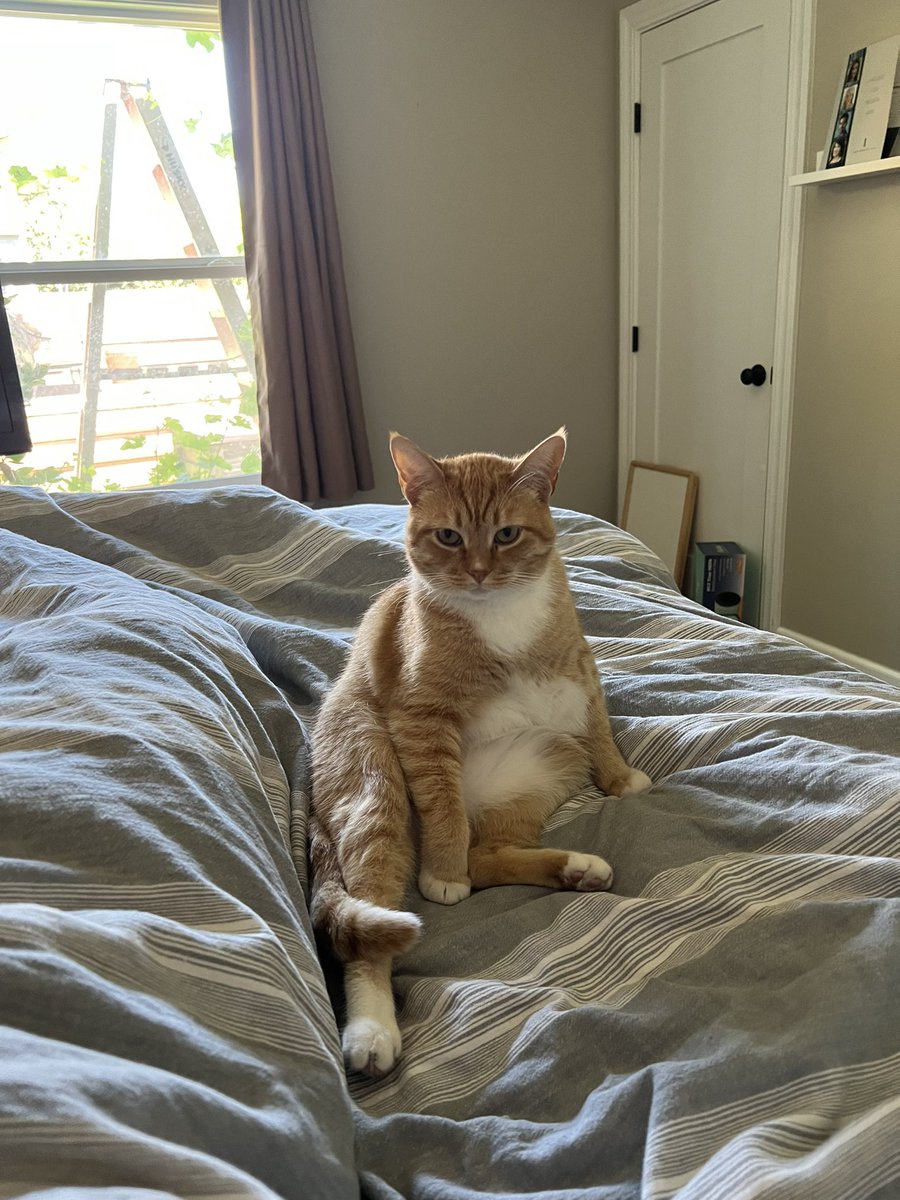 JCW510's tweet photo. @memesiwish My childhood cat was Mischief and this is my current cat the big Lemeowski https://t.co/Y3Yg0aRxjp