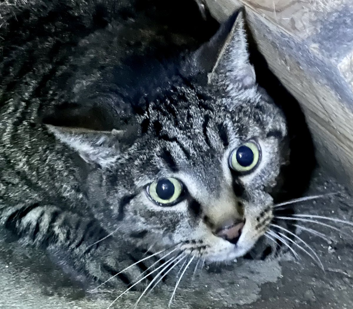 deenavision's tweet photo. TWO BEAUTIFUL CATS NEED LOVING NEW HOMES! Pittsburgh, PA. My dear friend died on June 30, 2022, and her two orphaned boy cats need new forever homes. They are 11 years old. The black cat is Lewis, and the striped cat is Martin. Please Contact Suaz Forsythe. psuazi@gmail.com. https://t.co/jSH4mcxKpg