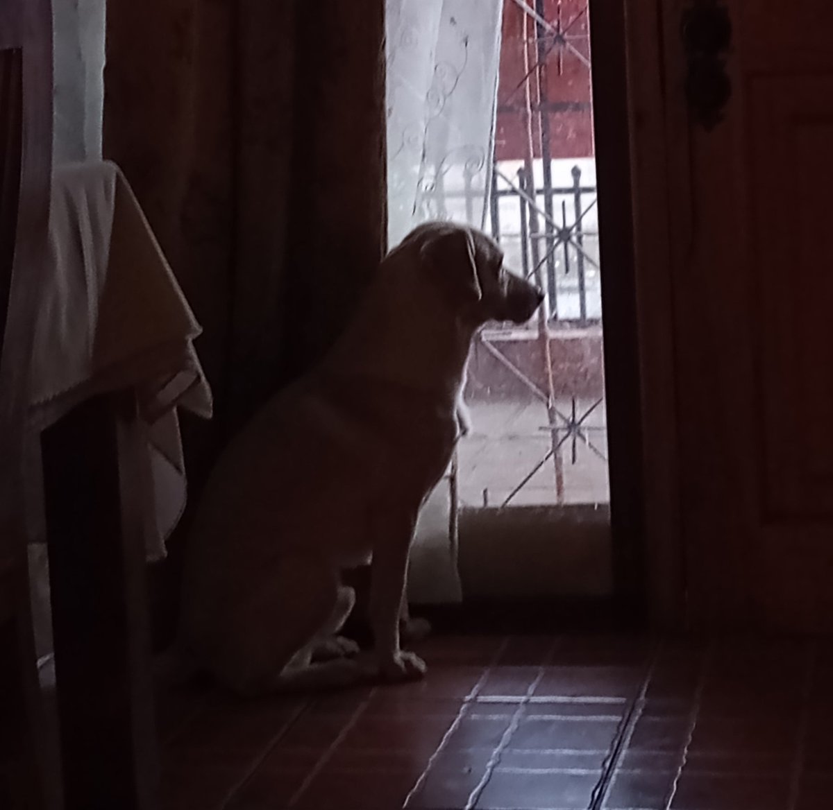 profelopezp's tweet photo. Acá el típico perro de un #profe de #Filosofía, metidando mientras llueve. #Awkan https://t.co/9Sya9ThlNR