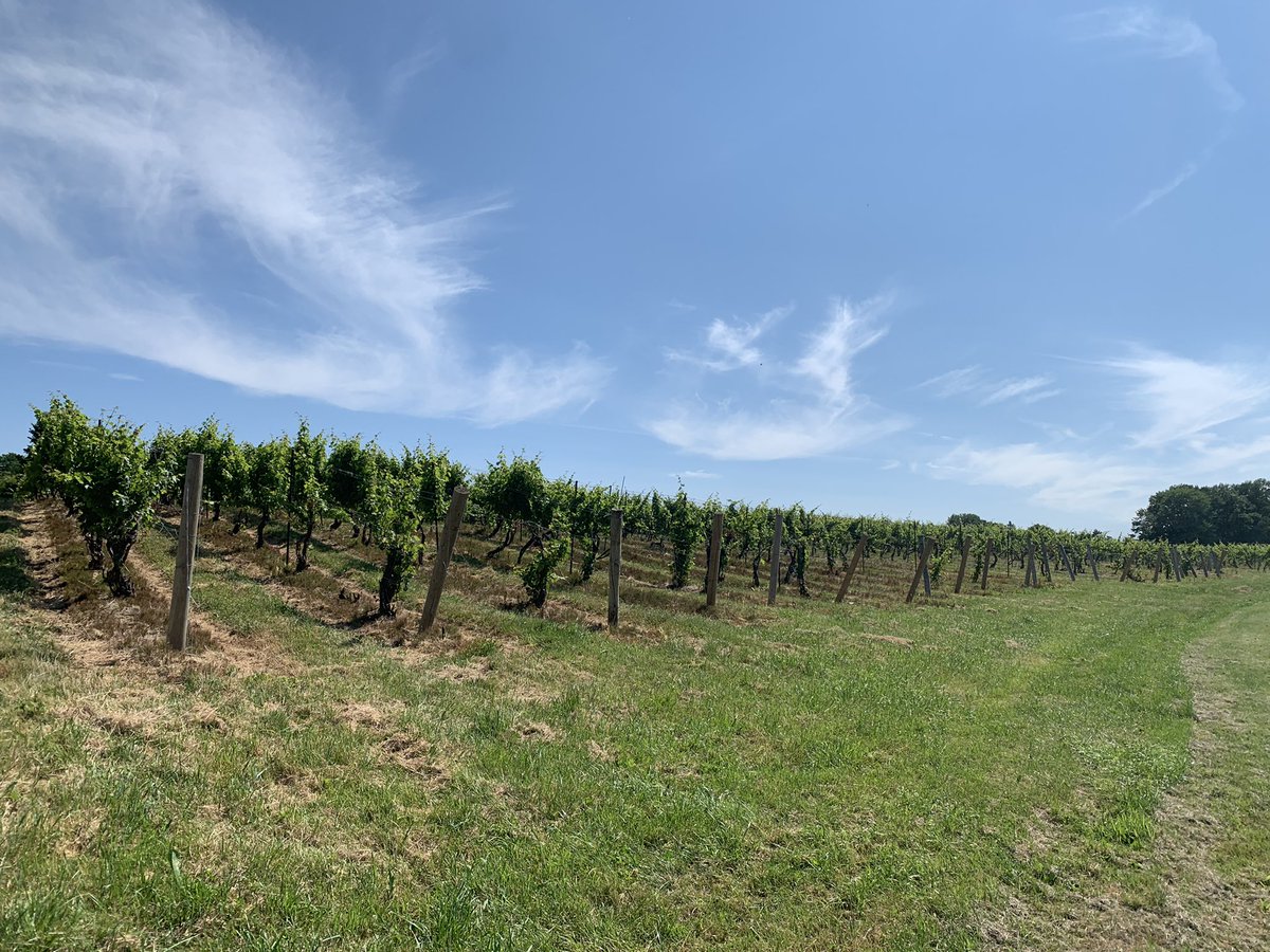 ThevaAkilan's tweet photo. Checking out vine yard in Niagara region! #winery #NiagaraFalls #vineyard #winelovers #winetasting #Summer #redwine https://t.co/xe5XxadCHj