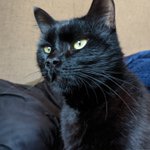 Photo by Shadow the RV Cat (@ShadowThePRcat)