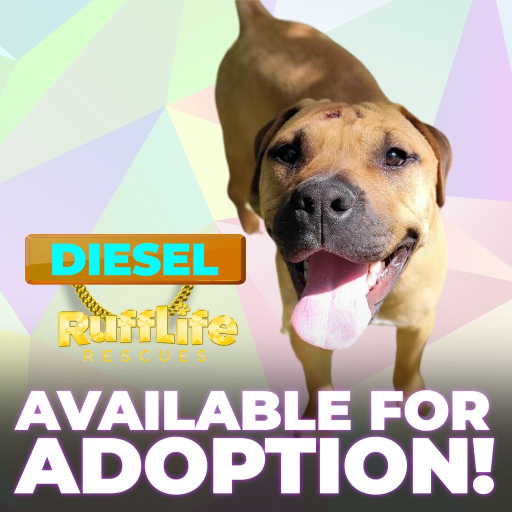 RuffLife Rescues. tweet media