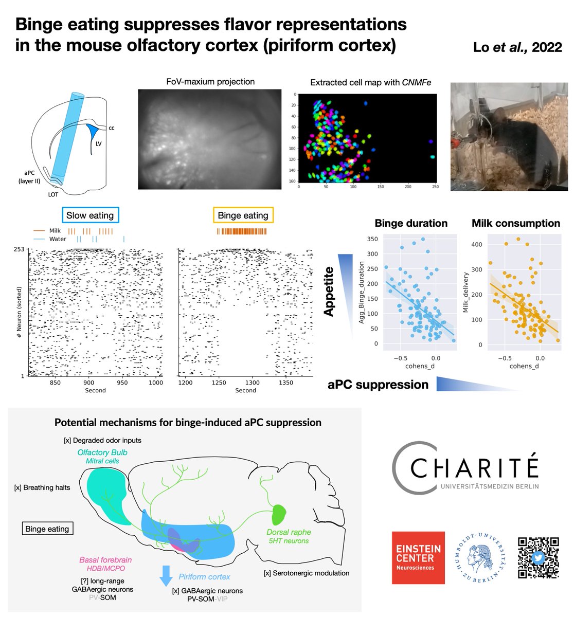Do you know eating too fast can suppress food flavors? Are you interested in miniscope imaging, 3P imaging &amp; serotonin imaging, feeding behaviors or piriform cortex? Check my poster tomorrow afternoon at <a href="/FENSorg/">FENS</a> S02-616. <a href="/LabSchmitz/">Dietmar Schmitz Lab</a> <a href="/ECN_Berlin/">Einstein Center for Neurosciences Berlin</a> <a href="/Inscopix/">Inscopix</a>