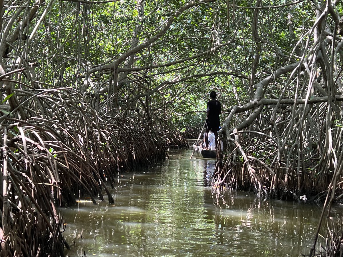 ymalhi's tweet photo. Got to spend a morning in mangroves on the coast of Colombia before #atbc2020. As well has providing a host of services for people they are intrinsically wondrous and liminal places, a magical dance of land and sea, of the tidal pull of moon and sun @theATBC https://t.co/0L2Fbp2n1Z