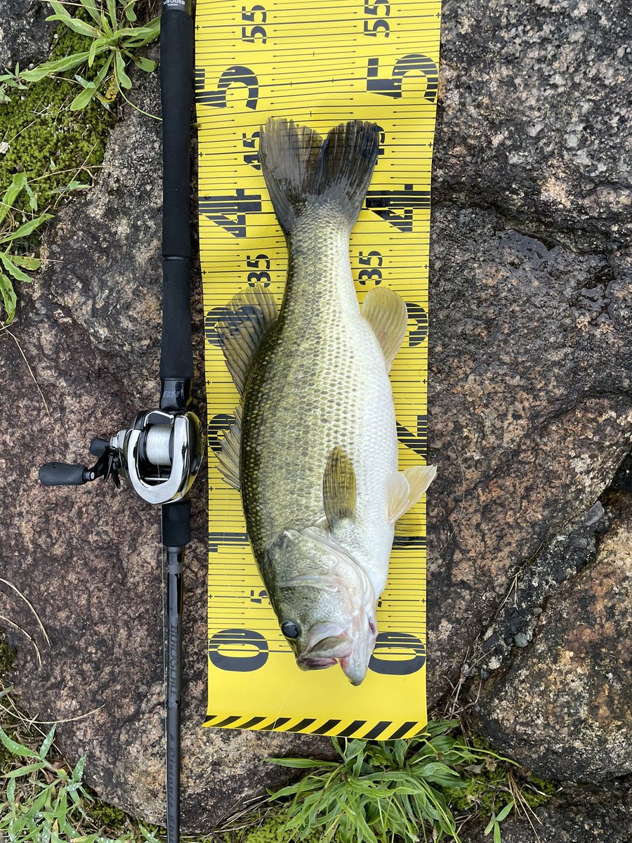 Toshi__fish's tweet photo. これでやっとまともに入魂w
奥琵琶湖47センチ1835g
エビシャ3インチ銀ジャコ
#ブラックスケール
#83x
#釣り人が居れば水辺は綺麗になる https://t.co/n3pQMdsHA6