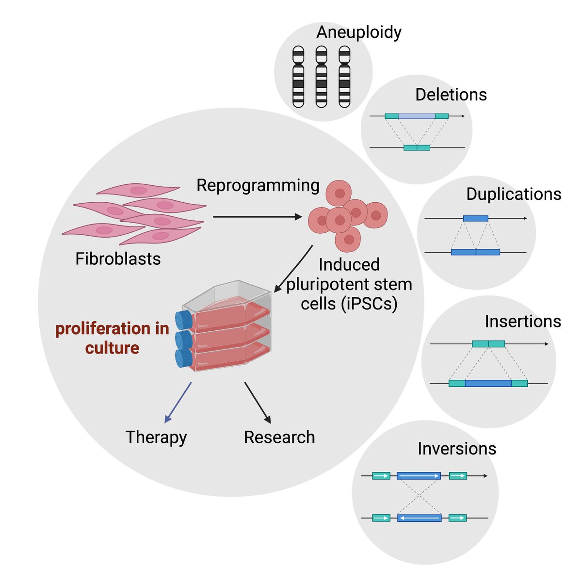 Gary Gorbsky (@gorbskylab) on Twitter photo Happy to announce Casey Dubose’s (<a href="/dubose_bio/">CDuBoseBio</a>) paper analyzing genomic instability in iPS cells. Casey pioneered this new lab project. After three years as a tech, he moved on to grad school at Univ of Chicago, where he will continue his successes. bit.ly/3c676C1 Happy to announce Casey Dubose’s (<a href="/dubose_bio/">CDuBoseBio</a>) paper analyzing genomic instability in iPS cells. Casey pioneered this new lab project. After three years as a tech, he moved on to grad school at Univ of Chicago, where he will continue his successes. bit.ly/3c676C1