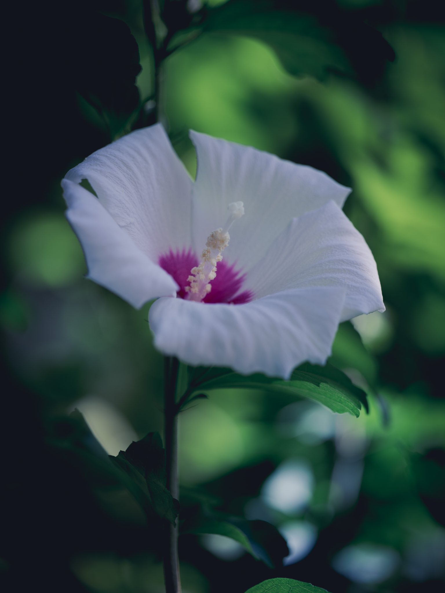 Takao 木槿 ムクゲの花が咲いていました 中国原産 アオイ科 日本には奈良時代頃には渡来していたとのことです 一日で萎んでしまうので華道では過去に禁花とされた時期もあります 茶道ではこの儚さが一期一会に通ずるとして夏の茶花として好まれている