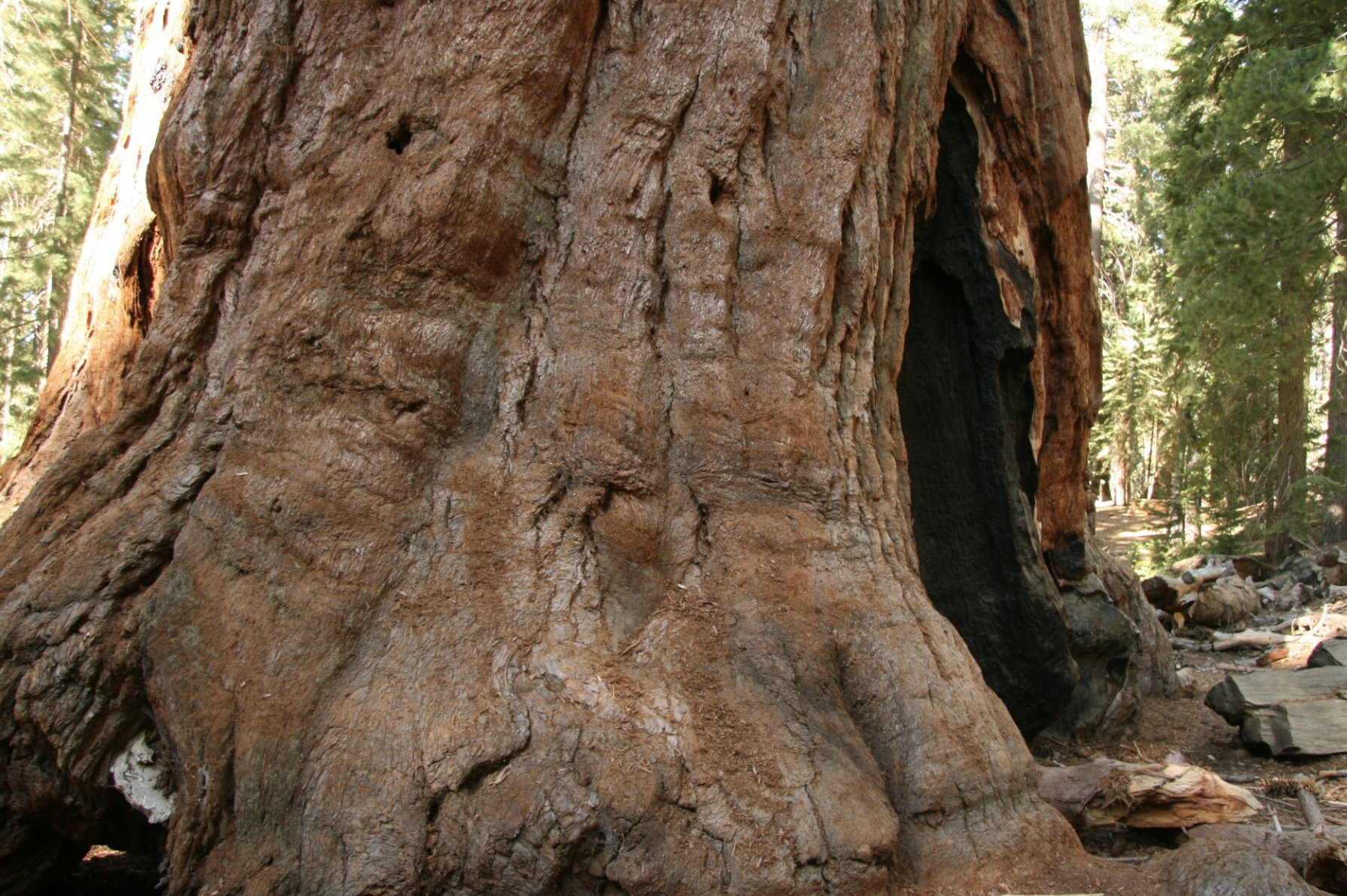 Redwoods in Yosemite