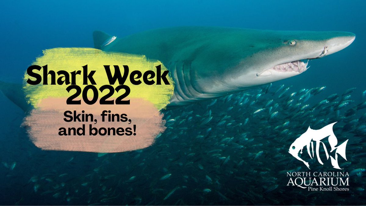 NCAquariumatPKS's tweet photo. Shark Week at the Aquarium starts today! We're sharing a video explaining some interesting aspects of sharks. Learn about their skin, their fins, and their bones! 
https://t.co/O2H0WK6ptN

#SharkWeek #AZASAFE #SAFESharks #WEARESHARK #SharksWeek2022 #SAFESharksAndRays https://t.co/vBHTv5UtIZ