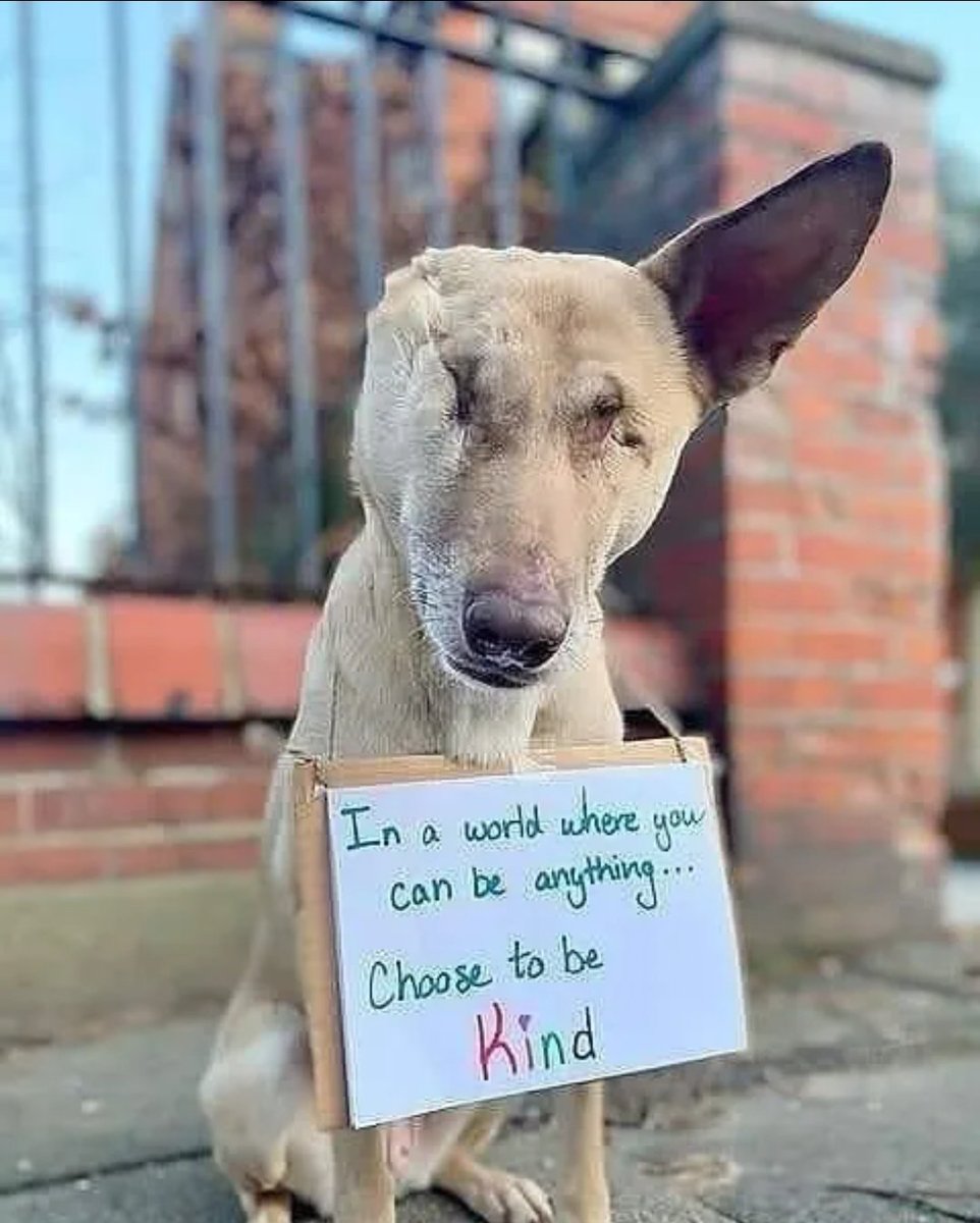thehappydog_'s tweet photo. In a world where you be anything...Choose to be kind 😍🙏🤍 https://t.co/LZlQxNKnpV