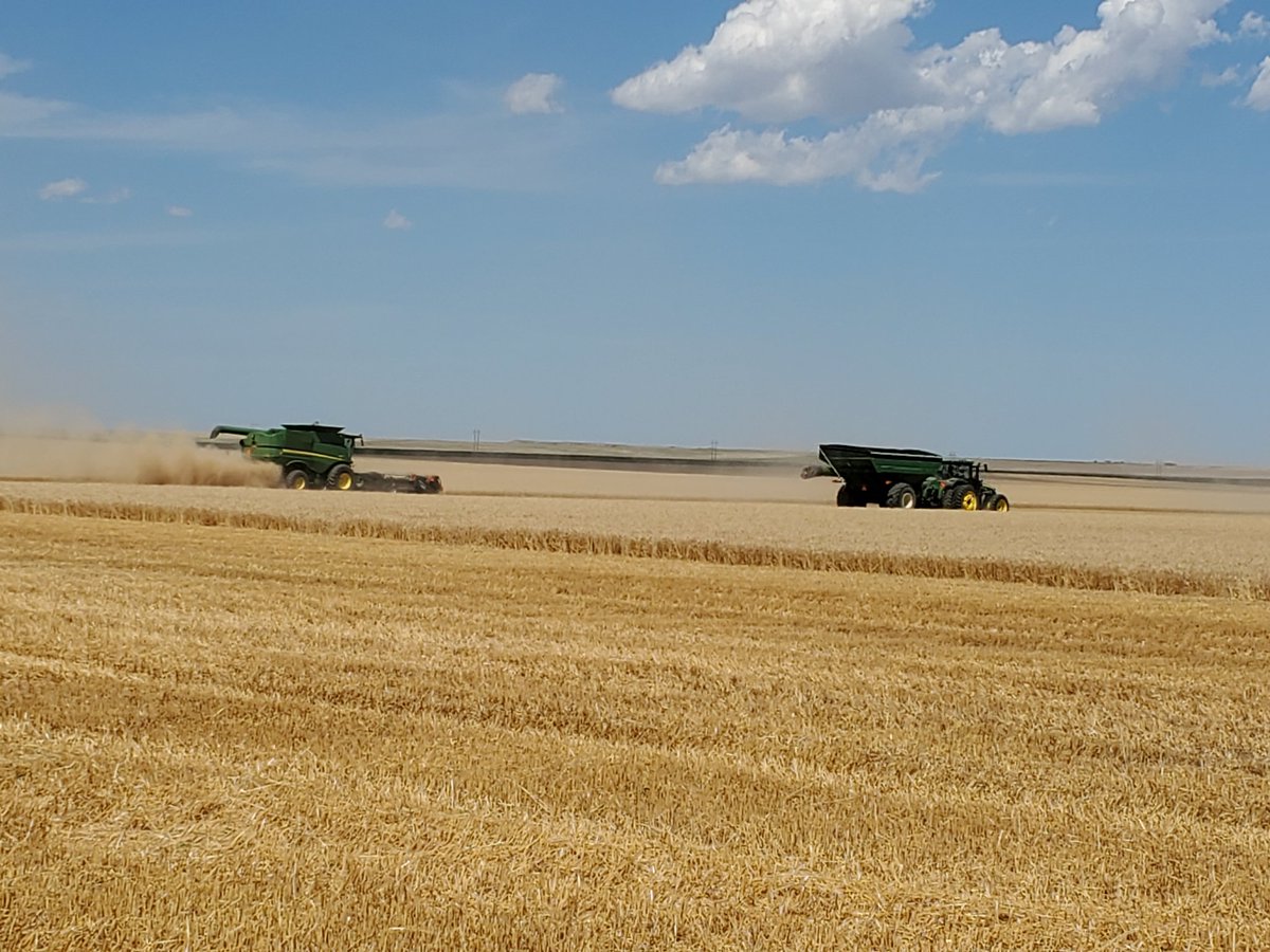 FVCLupeC's tweet photo. Wheat Harvest 2022!! #nicedaytoharvest https://t.co/RYhUofxBdk