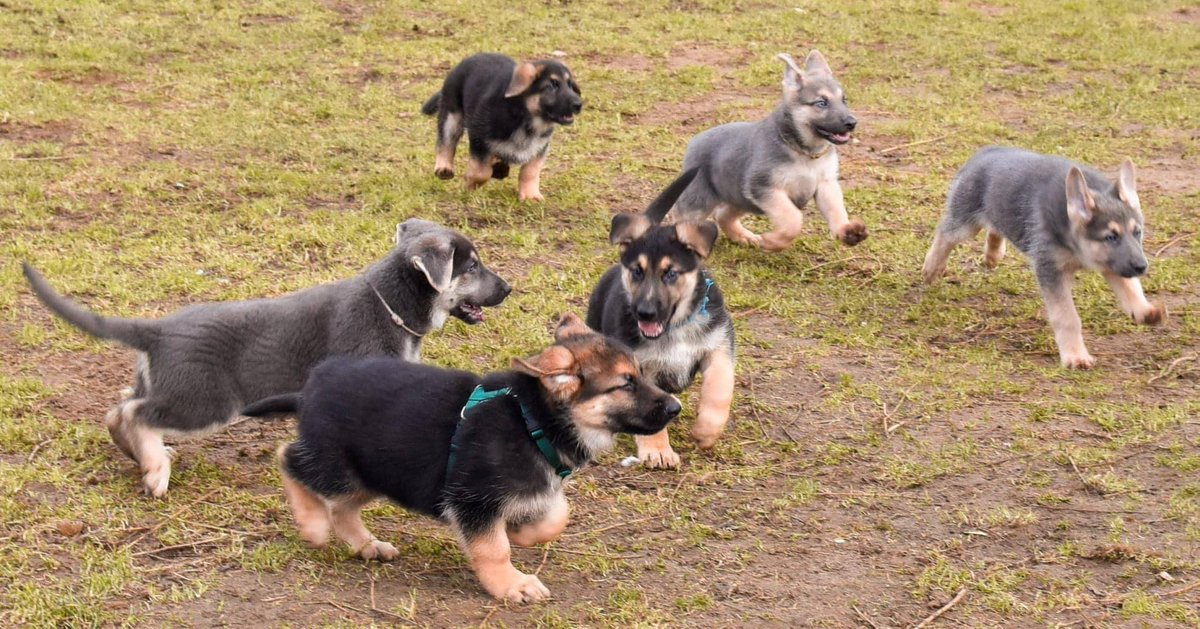 DiaryDickie's tweet photo. Back in February we enjoyed an emotional day when Apollo and Lexi's puppies left our care for their adoptive homes. Those pups are now six months old, and here we catch up with a few of them and their pawrents.

https://t.co/WOQXE5oE0k https://t.co/w4DXux2Yp0