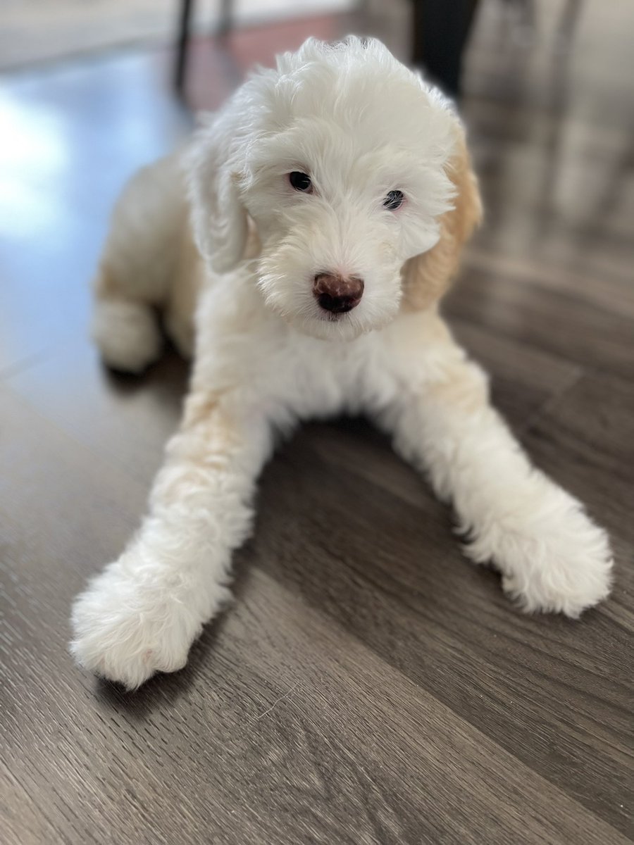 Been pretty quiet on here lately, but we’ve had our hands full. Happy Saturday from sweet Millie. #sheepadoodle 🐾