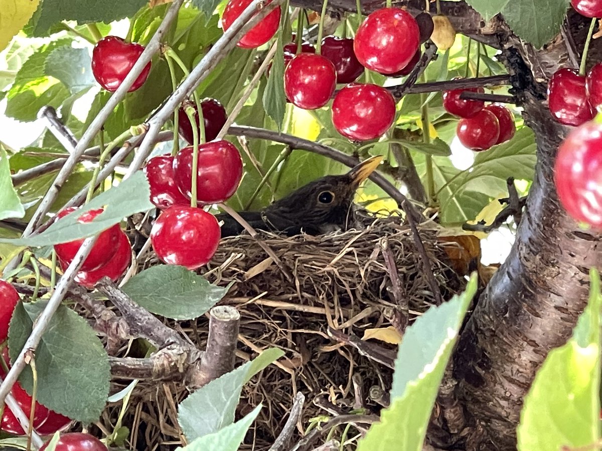 The_Monck's tweet photo. Why hello Mrs Blackbird…..home sweet home in our cherry tree #BlackBird #NaturePhotography #wildlifephotography @BirdSpotUK @RSPBEngland @Natures_Voice https://t.co/WWT786Ihsu