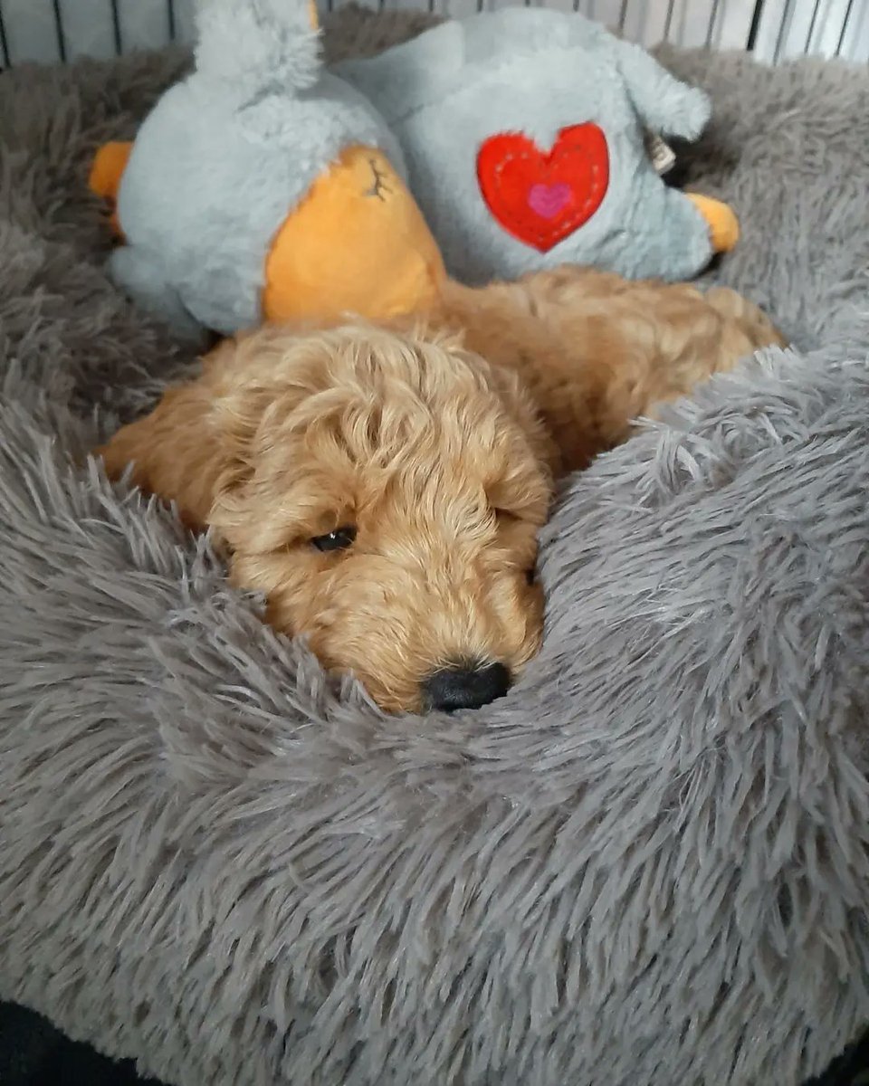 Joseph Holmes tweet media