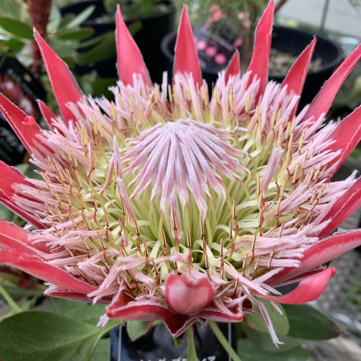 おはようございます٩(*´꒳`*)۶ 🌸🌸🌸花の便り🌸🌸🌸 濃いピンク色で華やかでエキゾチックな花姿が特徴のプロテアは、南アフリカに生息する熱帯植物です