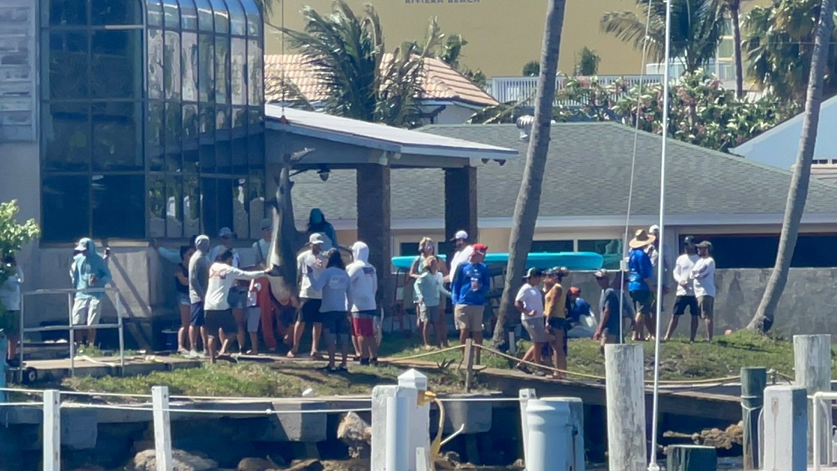 LOUISAGUIRRE's tweet photo. The reality of today’s shark fishing tournament off the coast of #PalmBeach. A dozen known #sharks needlessly slaughtered (1 pregnant) on the pretense of showing just how thick the shark population is here. Fishermen angry sharks steal their catch. This is how they responded. https://t.co/R2PMmzxp7V