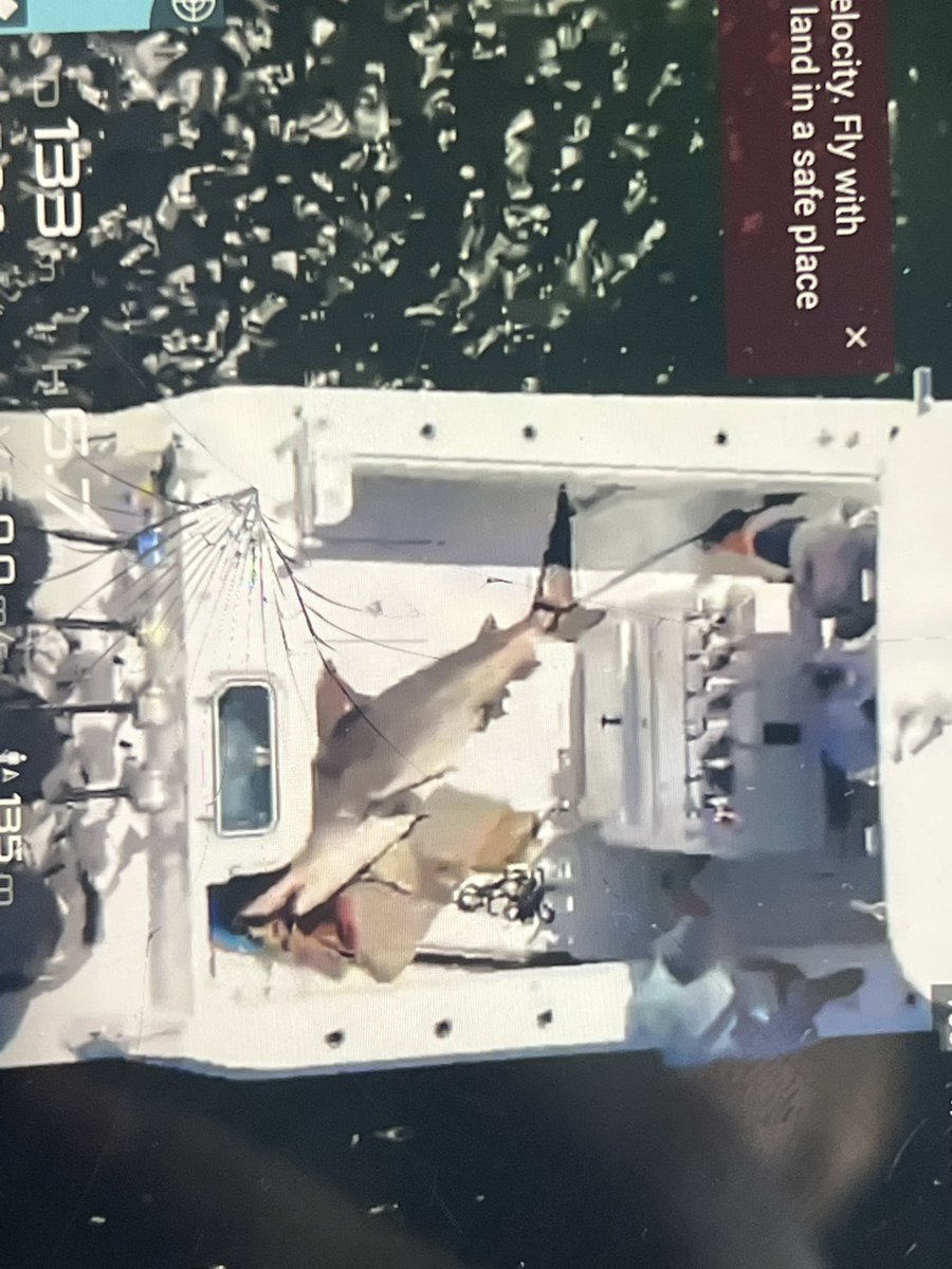 LOUISAGUIRRE's tweet photo. The reality of today’s shark fishing tournament off the coast of #PalmBeach. A dozen known #sharks needlessly slaughtered (1 pregnant) on the pretense of showing just how thick the shark population is here. Fishermen angry sharks steal their catch. This is how they responded. https://t.co/R2PMmzxp7V