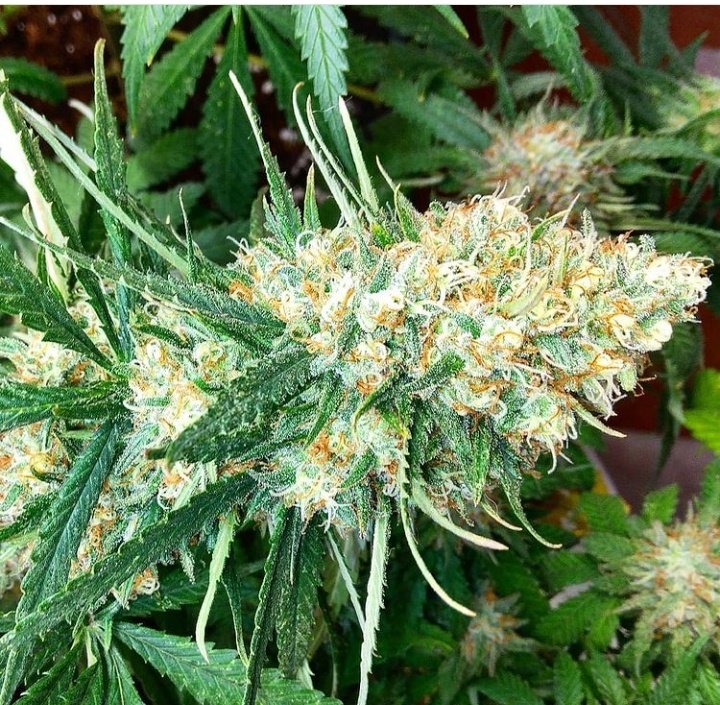 Bubble gum #italiangrowingplant 
#CannabisCommunity 
#CannabisLegale 
#cannabisculture 
#stonedfam