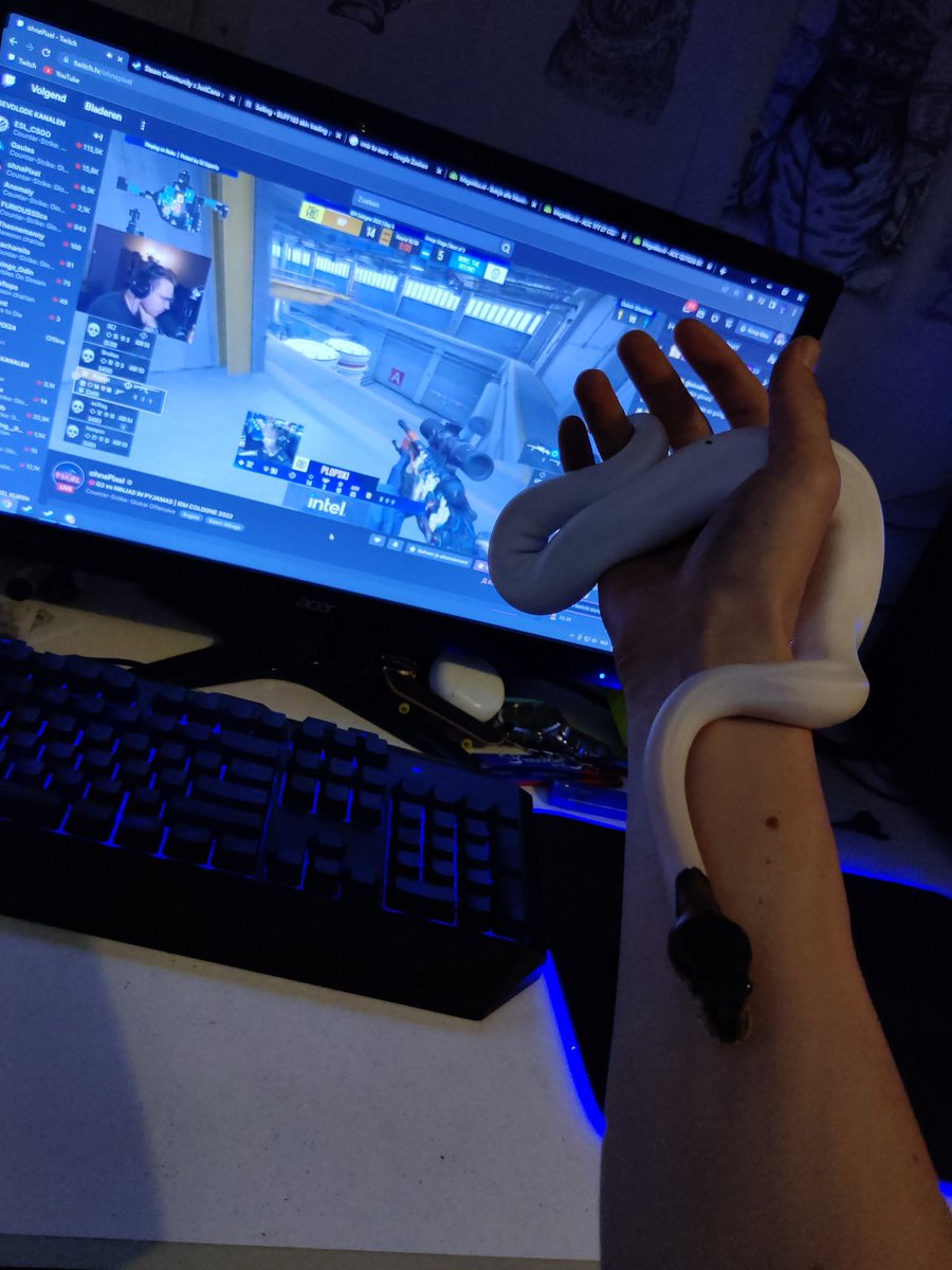 Just_Ceno's tweet photo. @ohnePixel How I watch your stream with one of my pet snakes 🐍♥️ https://t.co/DffKC7EfM4