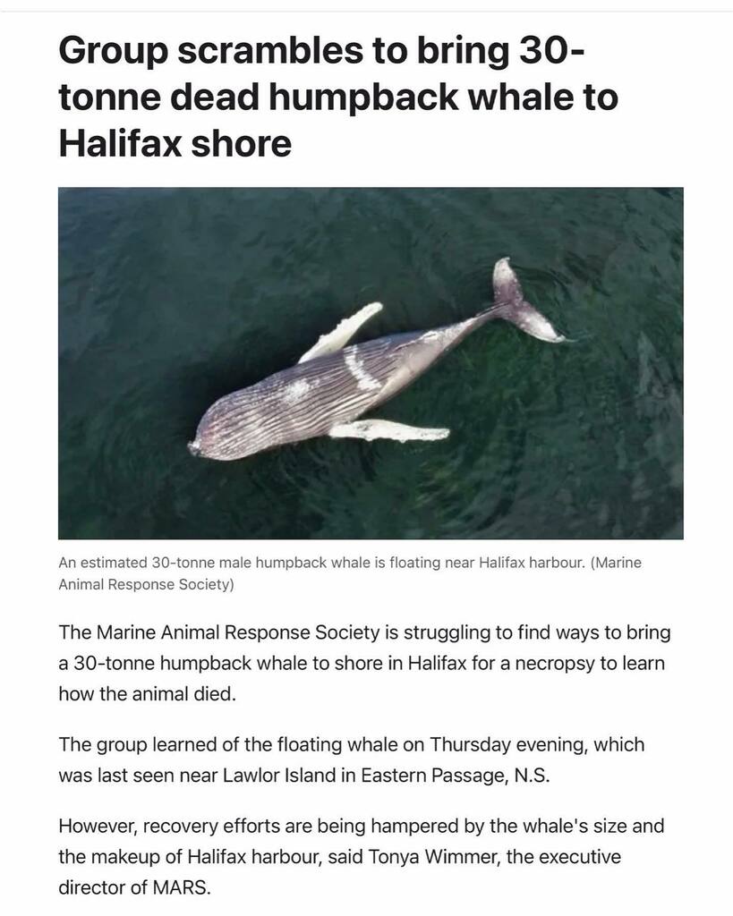 To read the article click the link sticker in my story / hit the link in my bio / go to: ift.tt/rZ5K8h0
——

The Marine Animal Response Society is struggling to find ways to bring a 30-tonne humpback whale to shore in Halifax for a necropsy to l… instagr.am/p/CfzilE4pZ2I/