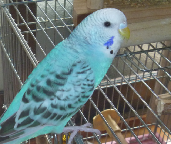 rFv5LrxmDoUeVXg's tweet photo. #迷子インコ
カーテンの裏のわずかな窓のすきまから外に出てしまったようです。板橋区前野町の淑徳幼稚園近辺でしばらく鳴き声がしていました。ご協力お願いいたします。 https://t.co/0hdgwnI1jS