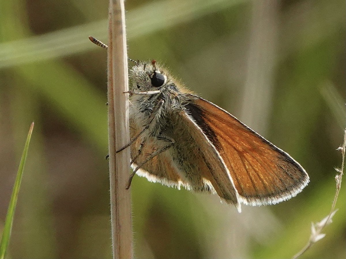 loosemum's tweet photo. Friday I sat watching butterflies in a local thistle patch, most apart from the Meadow Browns stayed hidden in the grass but one Female Small Skipper treated me to a bit of egg laying. #Creaton #Northants @wildlifebcn @Natures_Voice https://t.co/P1D5ZBiCnZ
