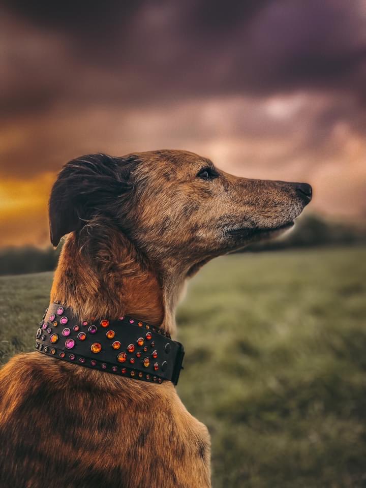 Before and after 

#before #beforeandafter #after #dog #doggy #editing #sighthound #dogoftheday