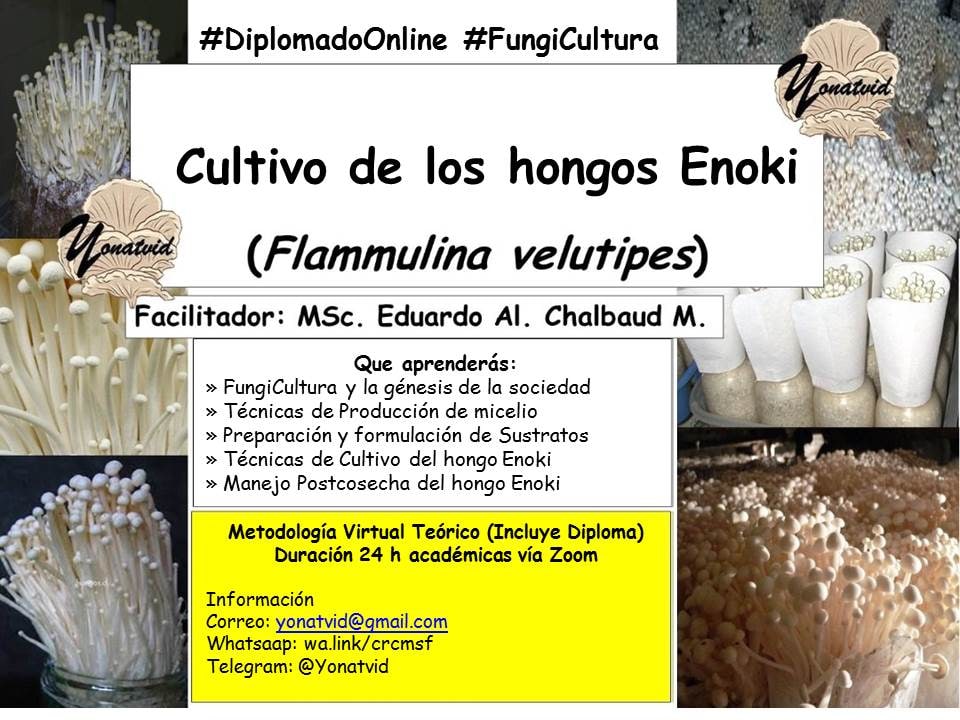 yonatvid's tweet photo. Inician las inscripciones a los #DiplomadosOnline2022 (24 h académicas) con Certificado

Información https://t.co/HLhR6veubE https://t.co/Rx3SCWliCG