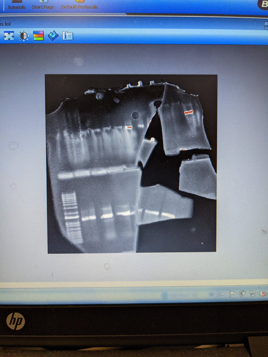 Julia Willett tweet media