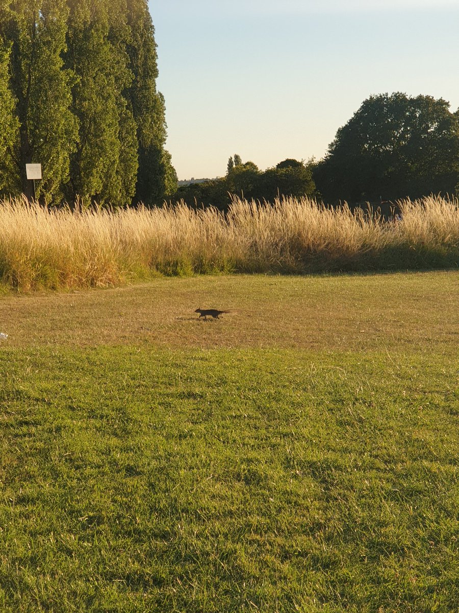runwithandy's tweet photo. π€Beautiful day for an evening run!πππ«Άπ½ππΏπͺ΅π£ππ #saturdayvibes #goodevening #active #fitness #brent #sunsetlovers #ealing #july #asics #workout #summer #london #training #keepgoing #ukrunchat #keepmoving #shokzsquad #trailrunning #runwithandy #healthiswealth #runthroughuk https://t.co/2xWSUadul2