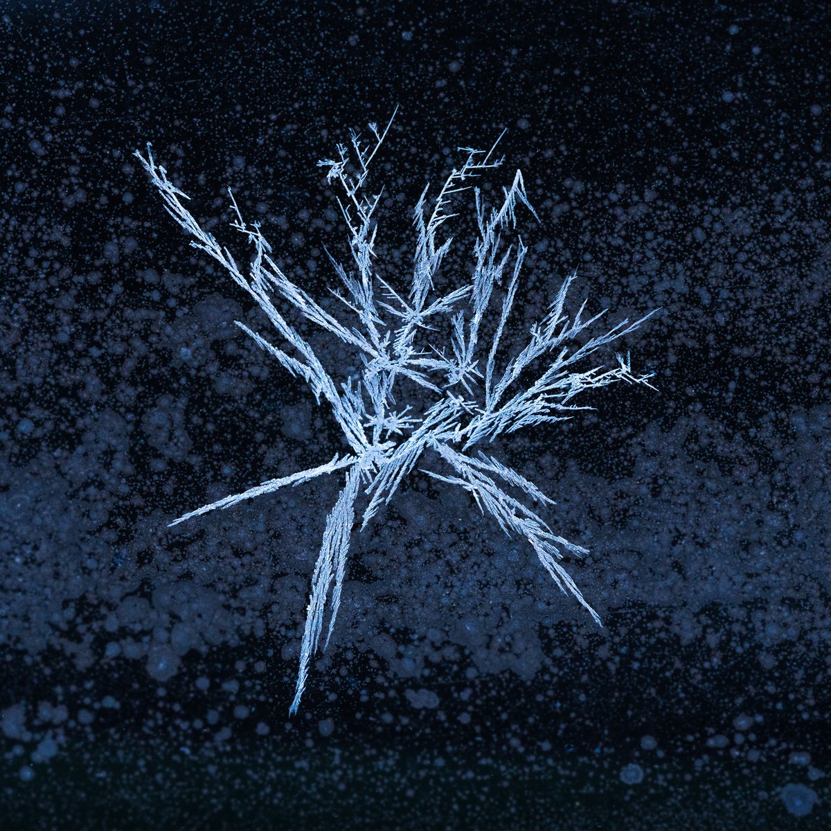 Ice plant or Kanji?

Ice crystals from this past cold winter.  A fleeting moment captured handheld from my dining room window which faces north.  It reminds me of Kanji which constitutes one of the systems to write Japanese language.  A friend said it was an ice plant.