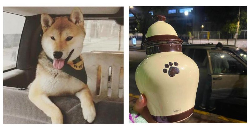 SinEmbargoMX's tweet photo. #JusticiaParaMaple: perrito fue llevado a campamento en CdMx y regresó en cenizas
https://t.co/LioLyRqj4Z https://t.co/5moUmOTv9A