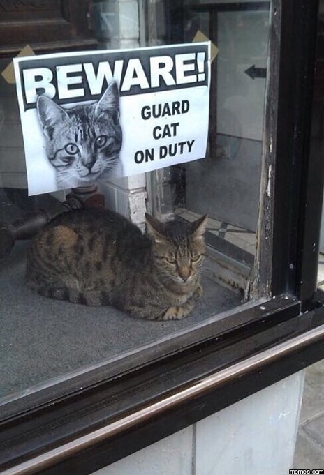 cats with jobs 🛠 (@catworkers) on Twitter photo 