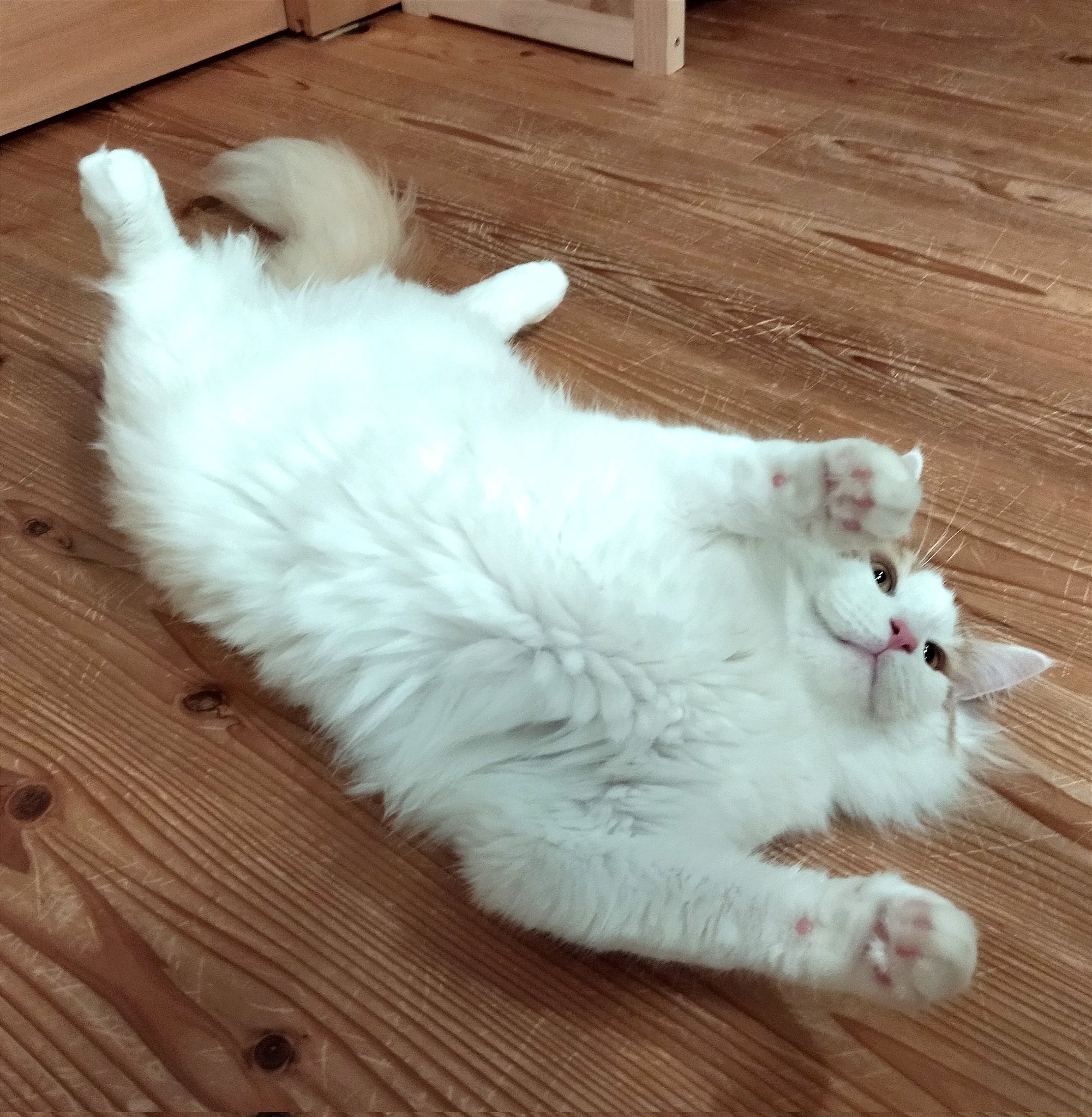 空飛ぶ猫 Twitter Search Twitter