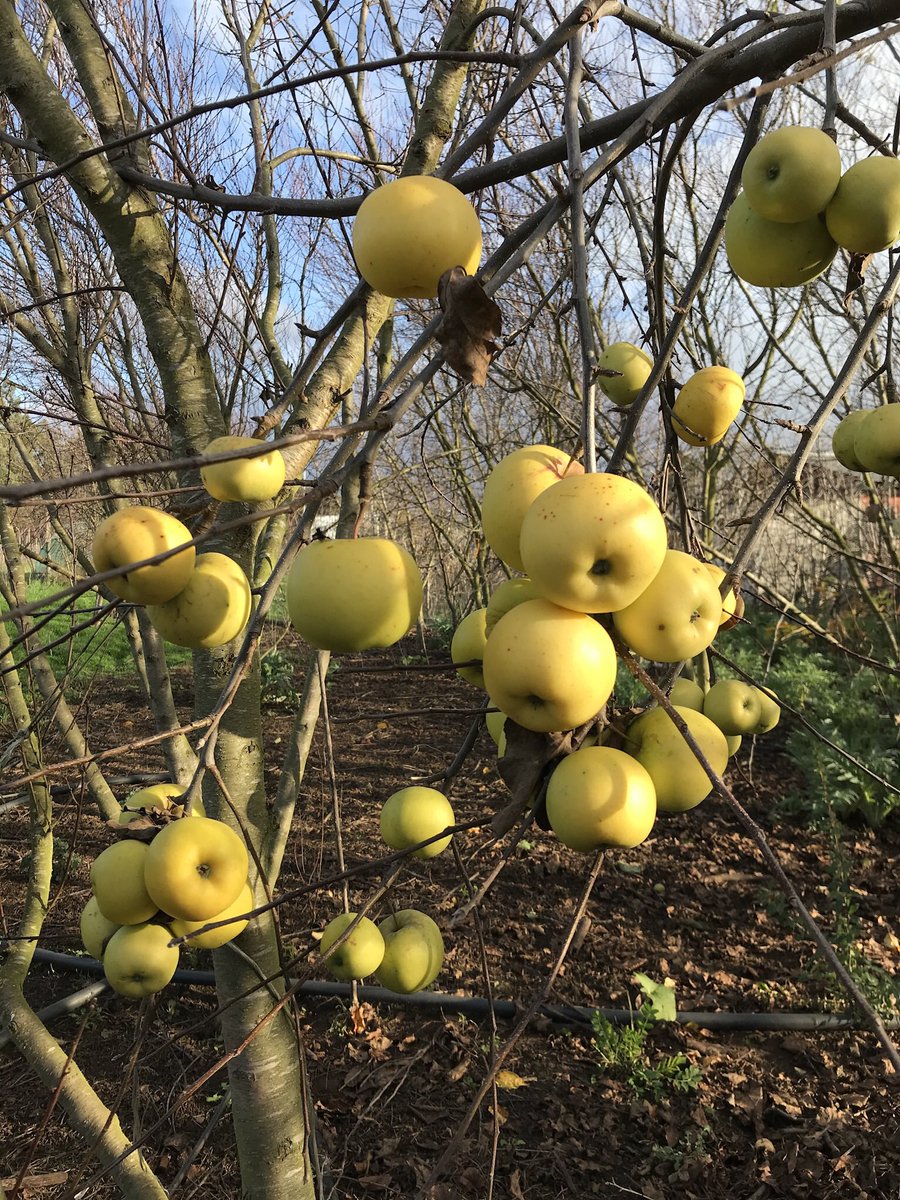 Hace años mi papá  germinó unas pepas de manzana. El resultado es siempre incierto pq los manzanos han sido sometidos a muchos procesos de hibridación. Esta pepa fue un regalo 💫 Manzanas jugosas crujientes, dulce-ácidas y se conservan por semanas en las ramas o en lugar fresco