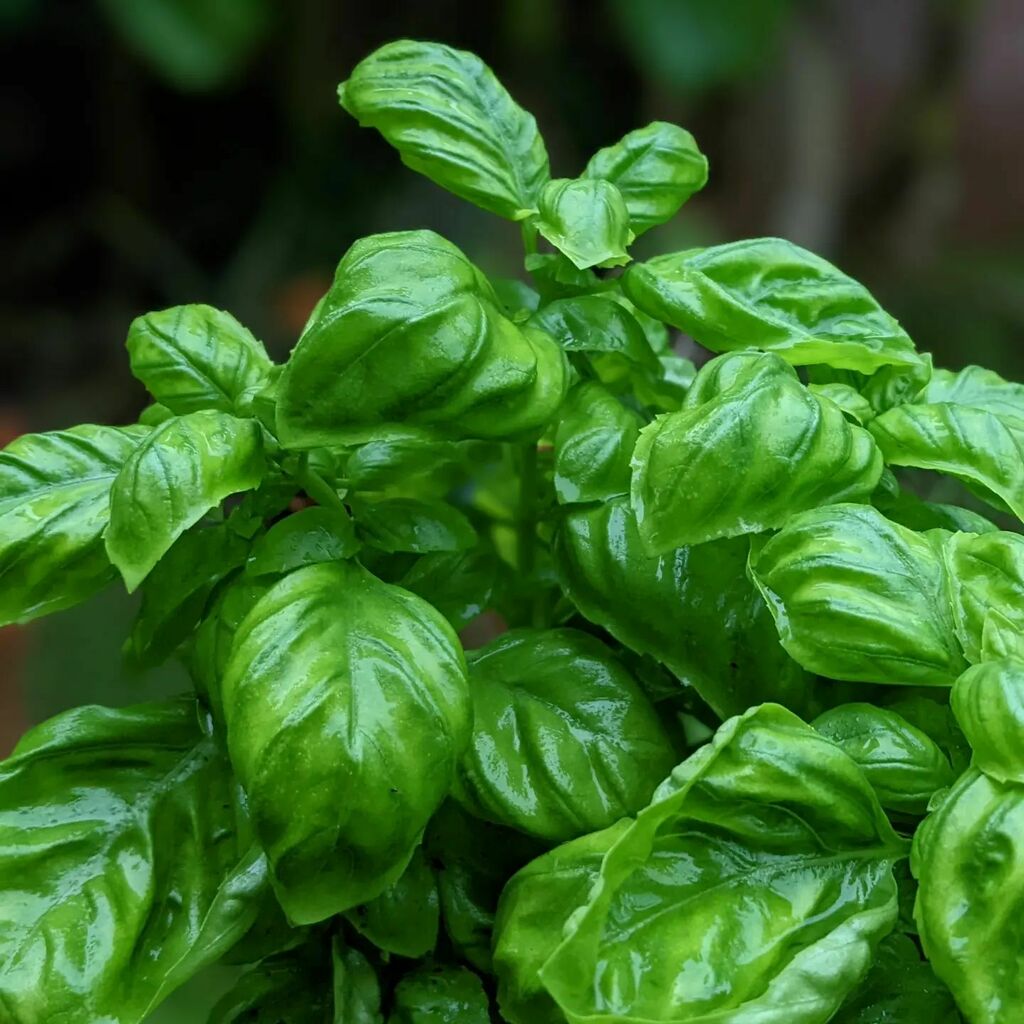 Wife's basil loves the rain... instagr.am/p/Cfzx2QFrSog/