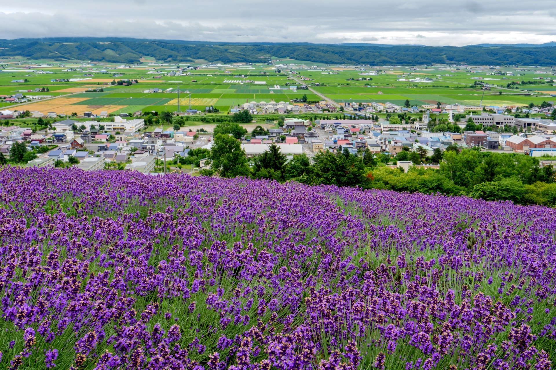 北海道グルメ 観光情報northsmile ノーススマイル エリちゃん 北海道の絶景 中富良野町 北星山展望台 中富良野駅から車で約7分 標高約310mの町営スキー場の頂上にある見晴らし抜群な展望台です 数種類のラベンダーをはじめ マリー