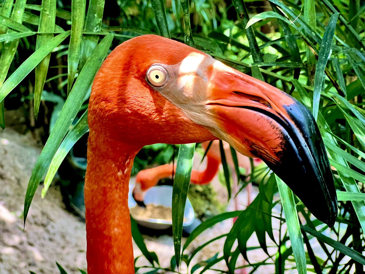 chris_is_agile's tweet image. Sustainable Pace takes effort!