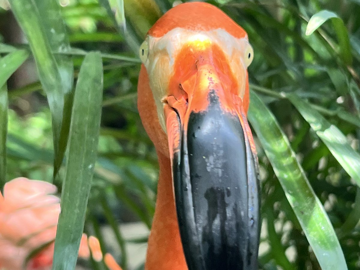 chris_is_agile's tweet image. Sustainable Pace takes effort!