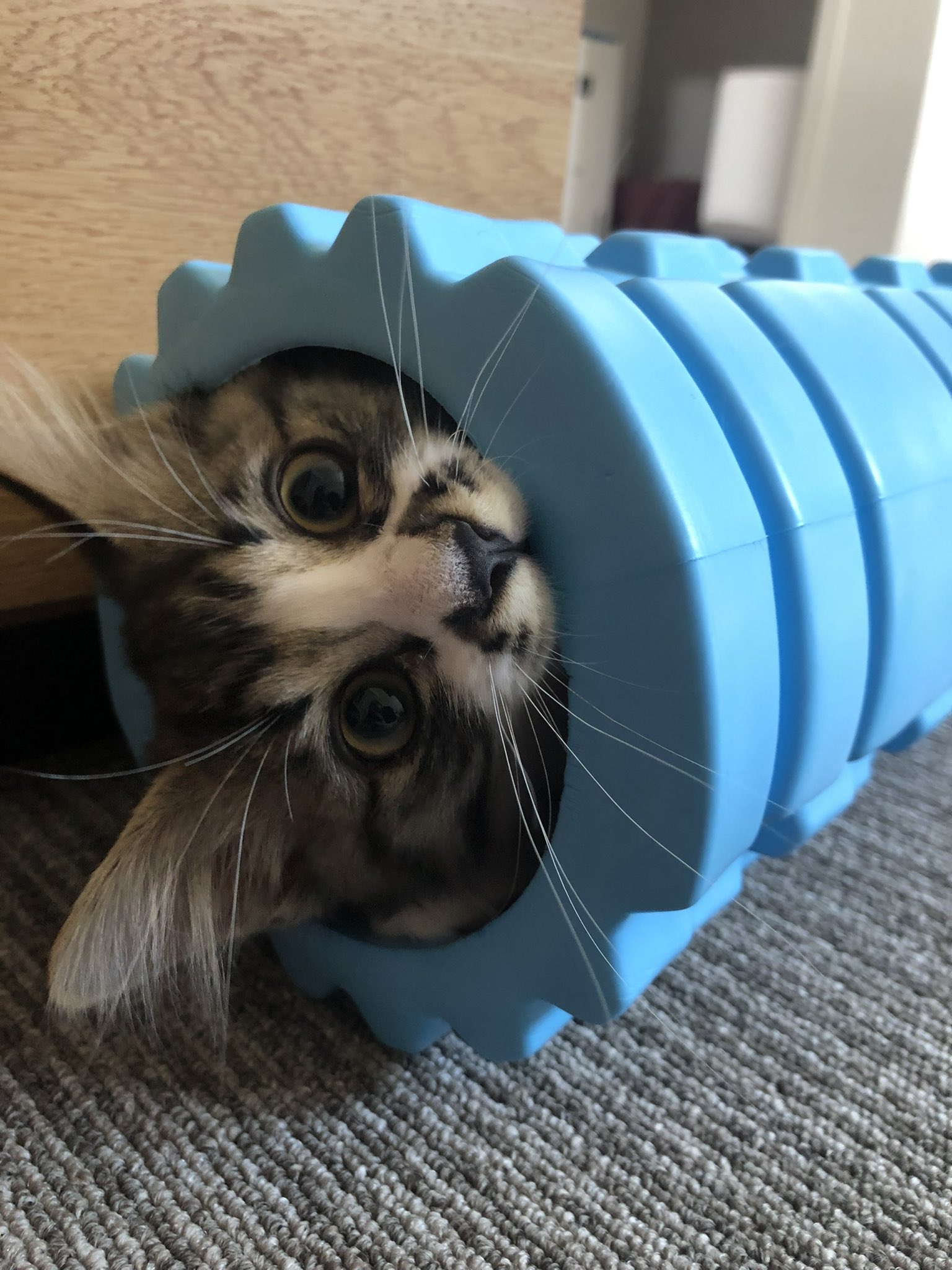 猫バズったー Yoccha6oo Twitter