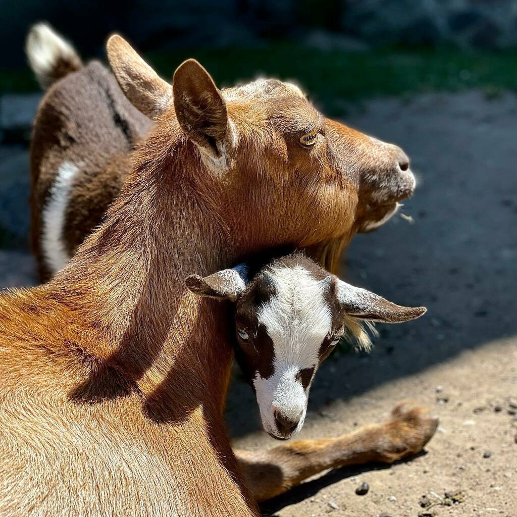 Catching the last rays of the day, goat style!

#hautegoats #goatsareawesome #love instagr.am/p/CfzxGiTOuFo/