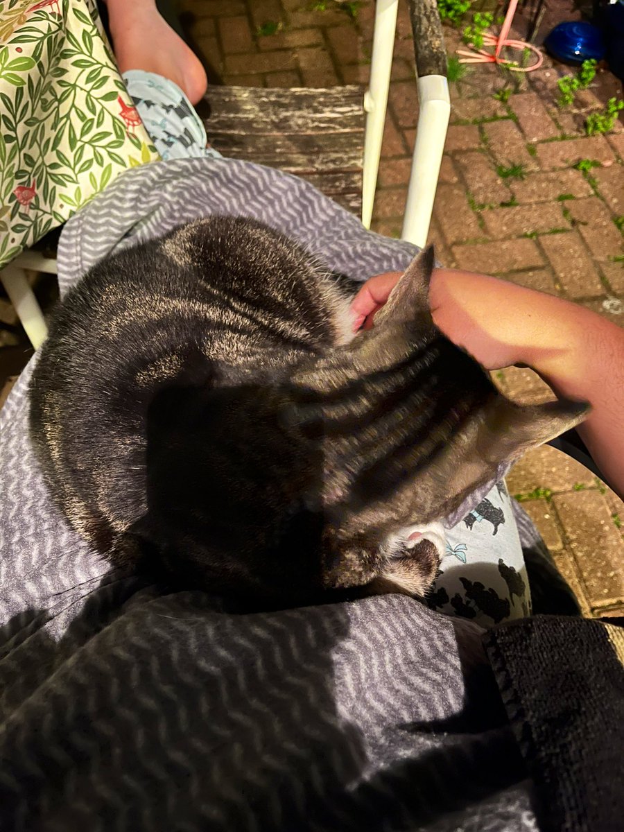 jess_britton's tweet photo. Midnight cuddles with Little Cat. Listening to my woes and ramblings. https://t.co/A5RSlJw7dB