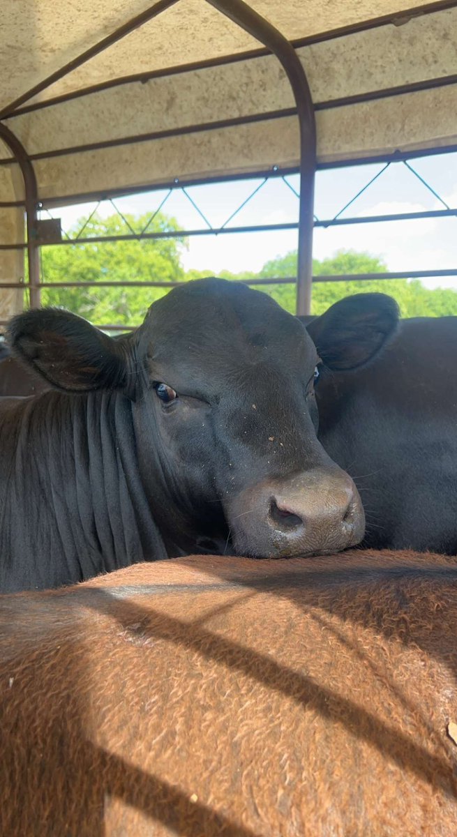 Terry33093's tweet photo. Mooo https://t.co/cnGgtryg61