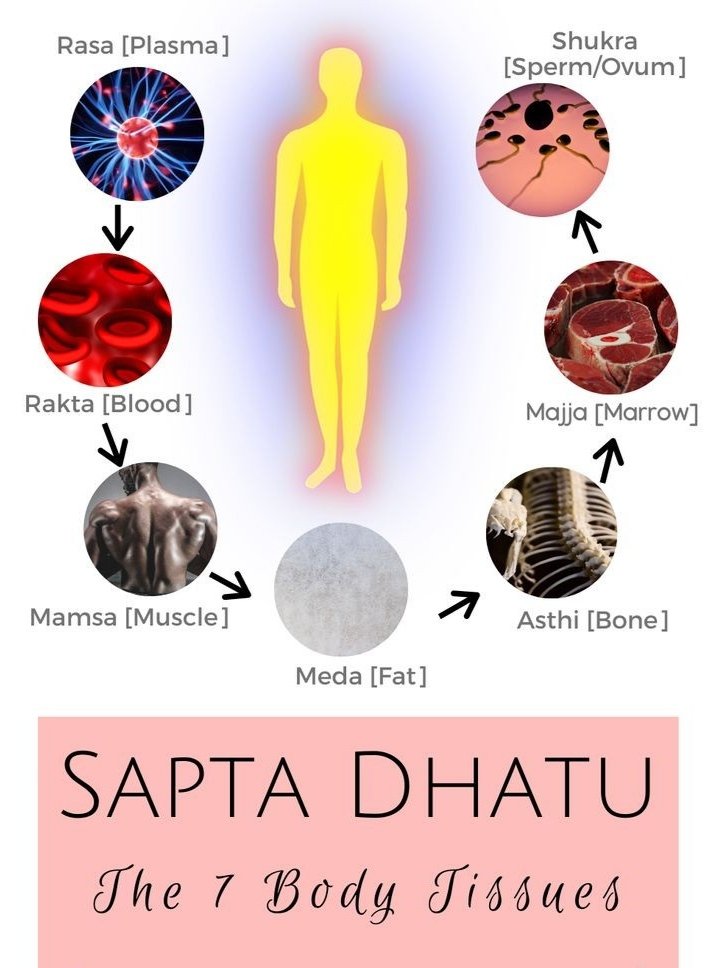 𝗖𝗼𝗻𝗰𝗲𝗽𝘁 𝗢𝗳 𝗦𝗮𝗽𝘁𝗮𝗗𝗵𝗮𝘁𝘂𝘀 Defination of Dhatu धारणात् धातव According