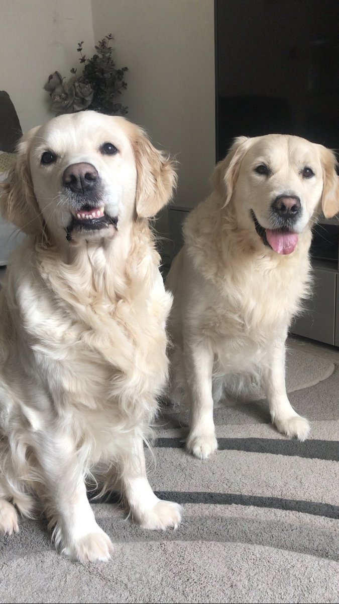 Are there any new #dogsoftwitter who’d like to follow us ❤️