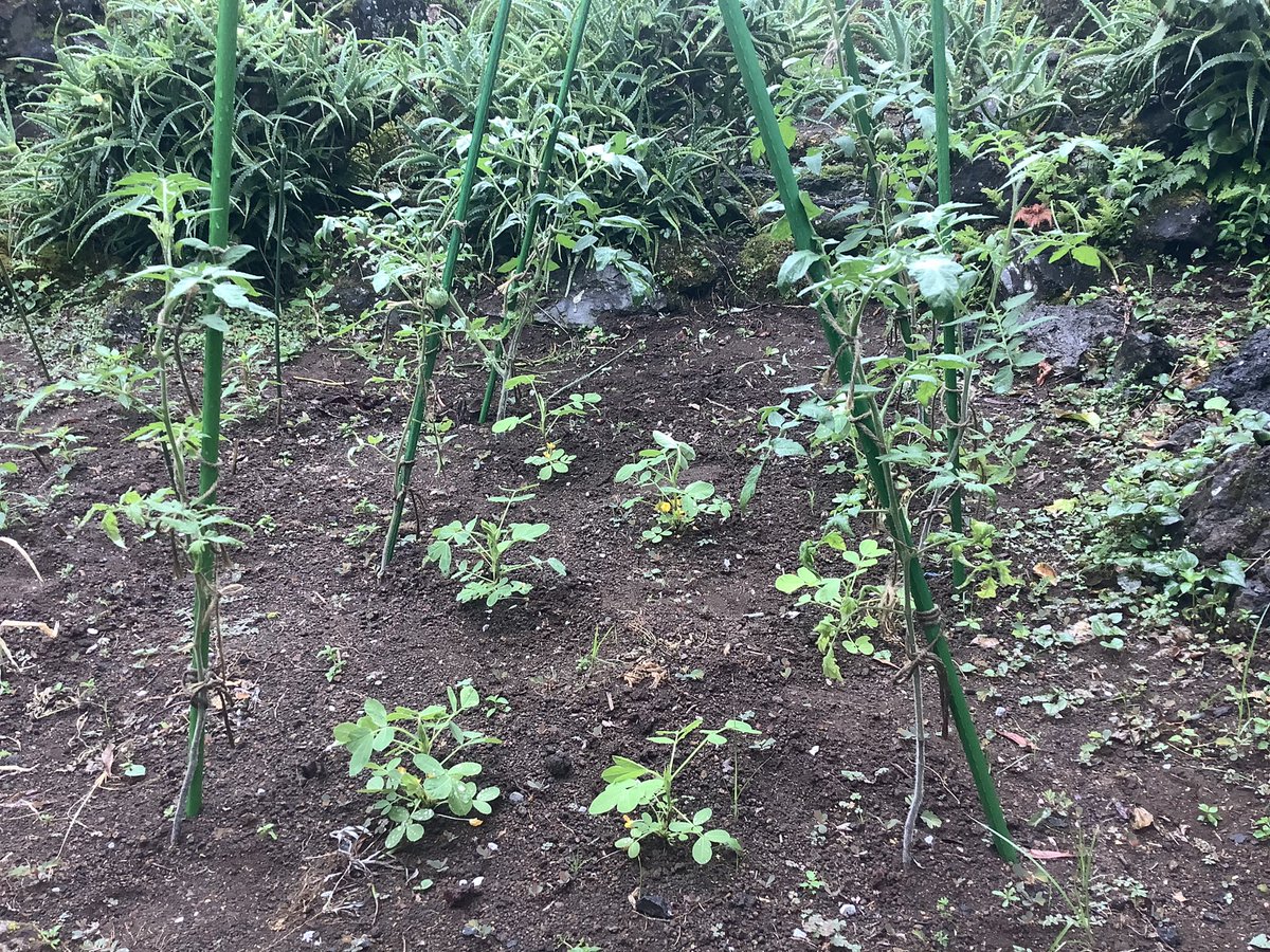 satoyamabanzai's tweet photo. おはようございますo(^-^)o

芒の荒地を開墾して作った小さい畑☘️

トマト、落花生、胡瓜、セロリ、明日葉は順調に育っています😊

明日葉は便利ですね、無限に収穫出来ます♪

無肥料、無農薬、天水だけのスパルタ式👍

失敗、🌿パクチーは発芽しなかった😵‍💫

Have a  nice Sunday🐬✨

＃mastermaind https://t.co/qh60fZr4vD
